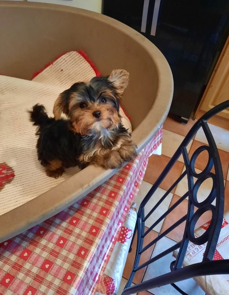 gumtree yorkies